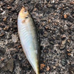 アジ釣り