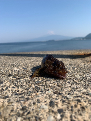 今季初オオモンハタ