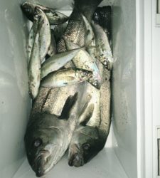 シーバスとアジ