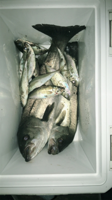 シーバスとアジ