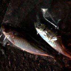 仕事前の早朝釣行です。