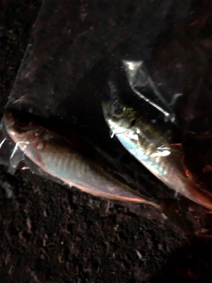 仕事前の早朝釣行です。