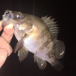 深夜のライトゲーム