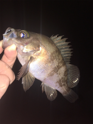 深夜のライトゲーム