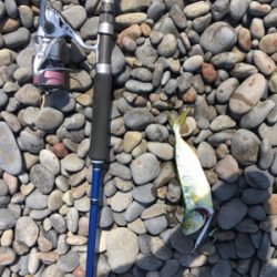 メジロを期待するも