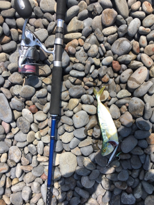 メジロを期待するも