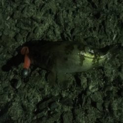 メバル。自己最高記録！