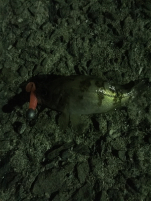 メバル。自己最高記録！