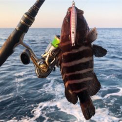 ファーストシーズンライトロック！  出だし好調‼️