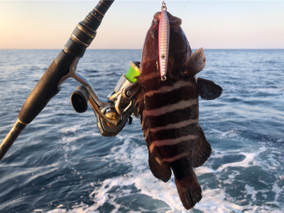 ファーストシーズンライトロック！  出だし好調‼️