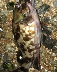 日課的シャロー&サーフ