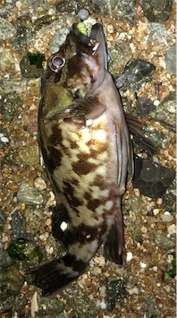 日課的シャロー&サーフ