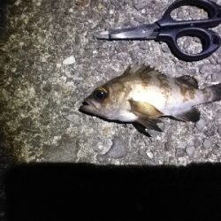 のんびりメバリング～