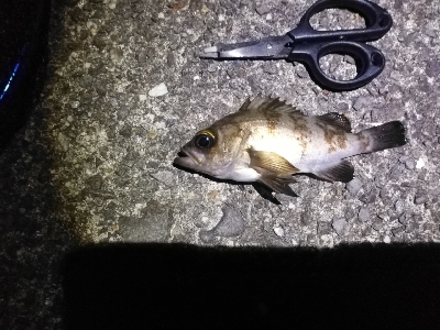 のんびりメバリング～