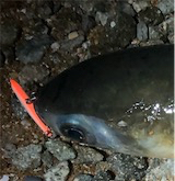 日課的メバリング 不意な大物