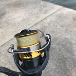 本日もエソなり。