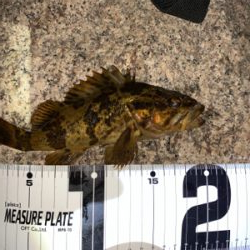 まさかのシーバス