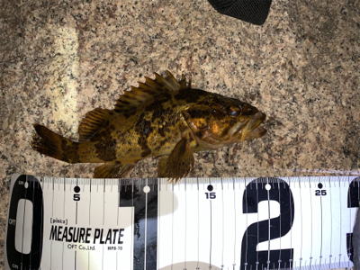 まさかのシーバス