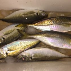 アジングで良型アジ！