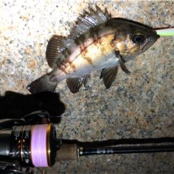 日課的浅場ライトゲーム