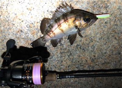 日課的浅場ライトゲーム