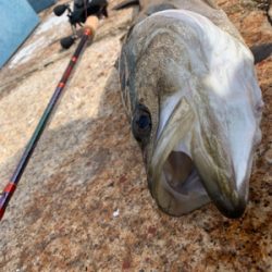 神戸港と帆船でっかシーバス