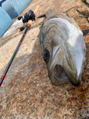 神戸港と帆船でっかシーバス