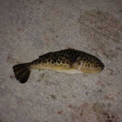 タモで∑(ﾟДﾟ)