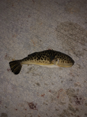 タモで∑(ﾟДﾟ)