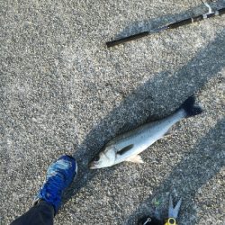 イワシがいっぱい