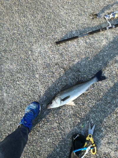 イワシがいっぱい