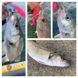 やっとホームでサゴシ♫と先日の淡路アブラメ