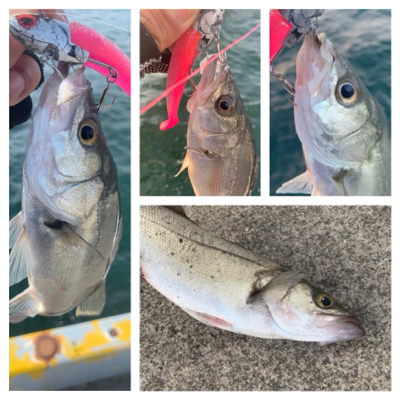 やっとホームでサゴシ♫と先日の淡路アブラメ