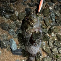 メバルプラッキング