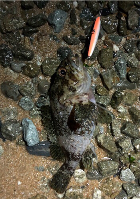 メバルプラッキング