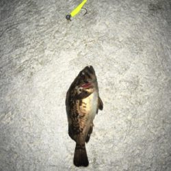 新規開拓のフィッシュ！！