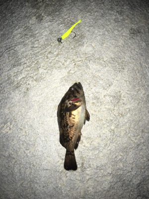 新規開拓のフィッシュ！！