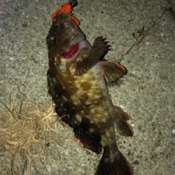 人生初のビッグシーバス！