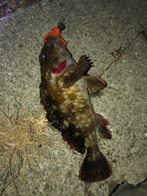 人生初のビッグシーバス！