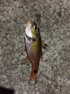 アジング第二弾