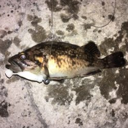 初めてカニ釣りました！