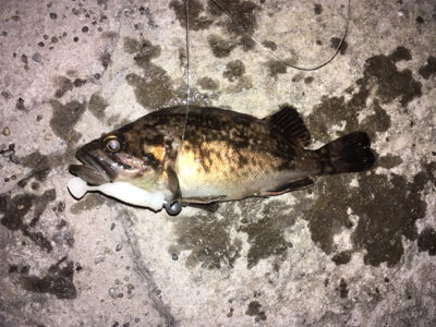 初めてカニ釣りました！