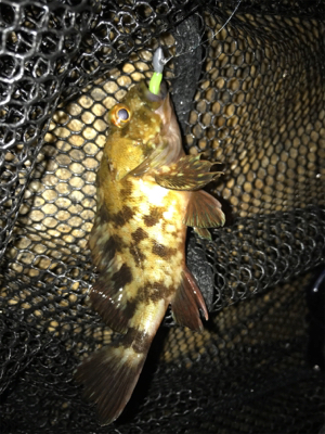 チビガシラのみσ(^_^;)