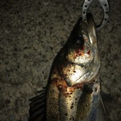 朝マズメ シーバス