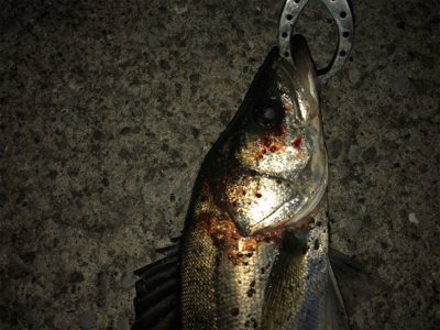 朝マズメ シーバス