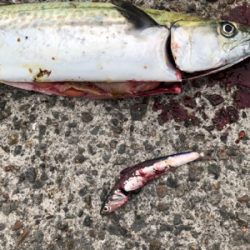 活性高い！満足！