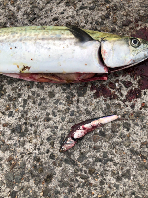 活性高い！満足！