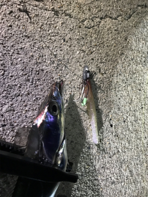 ワインドで春太刀調査