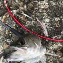 嬉しいイワシパターン♪