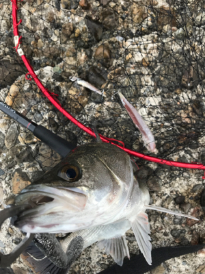 嬉しいイワシパターン♪